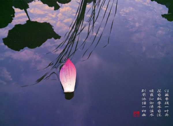 爱莲图（6张）