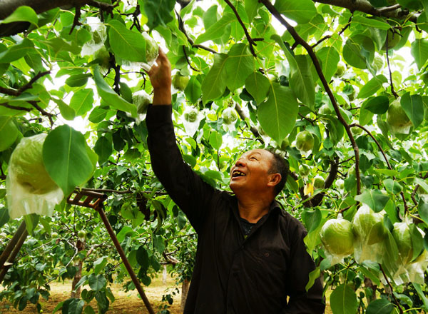 “中国大美梨”隰县玉露香喜获丰收（5张）