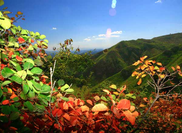 吾门八花（6张）