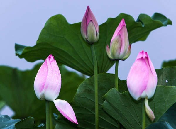 荷花(7张) 
