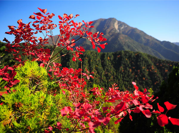 红叶舞秋山（5张） 