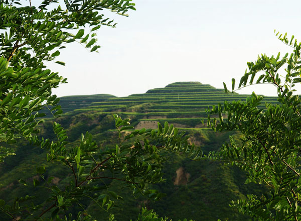 绿色下李（8张） 