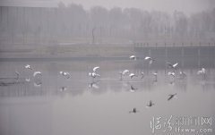 白鹭飞来舞翩跹（3张） 