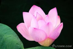 荷花苑（5张） 