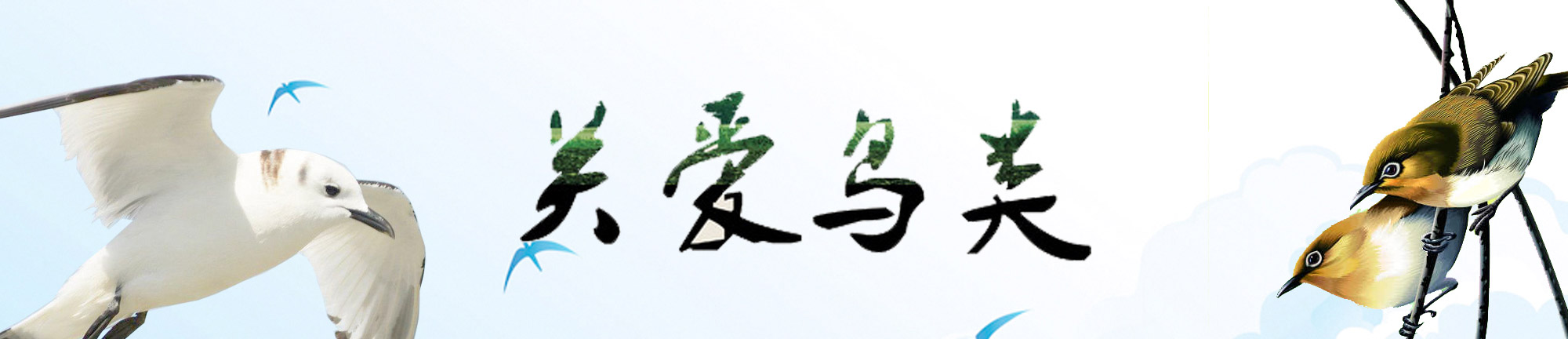 关爱鸟类