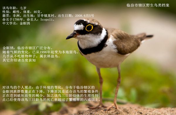 临汾市野生鸟类档案