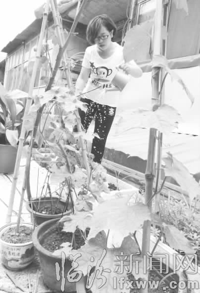 临汾新象:楼顶变菜园 “城市农夫”喜从眉梢来