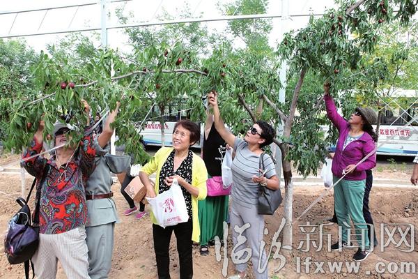 永和县举办首届阁底乡乾坤湾红枣采摘节